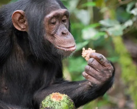 Chimpanzees Drink Everyday Alcohol Comparable to a Pint from Fermented Fruit